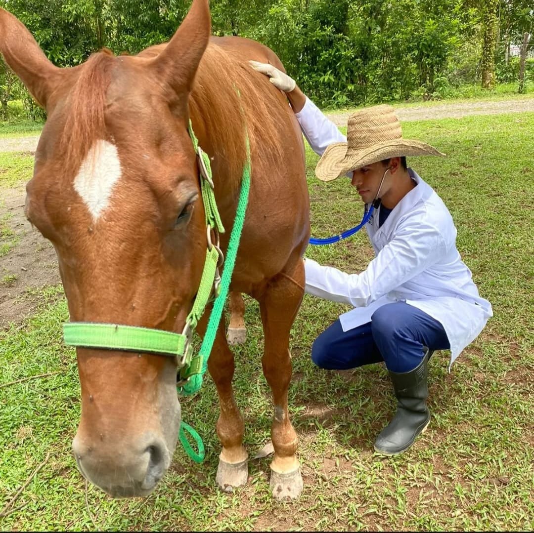 Imagen veterinaria 11