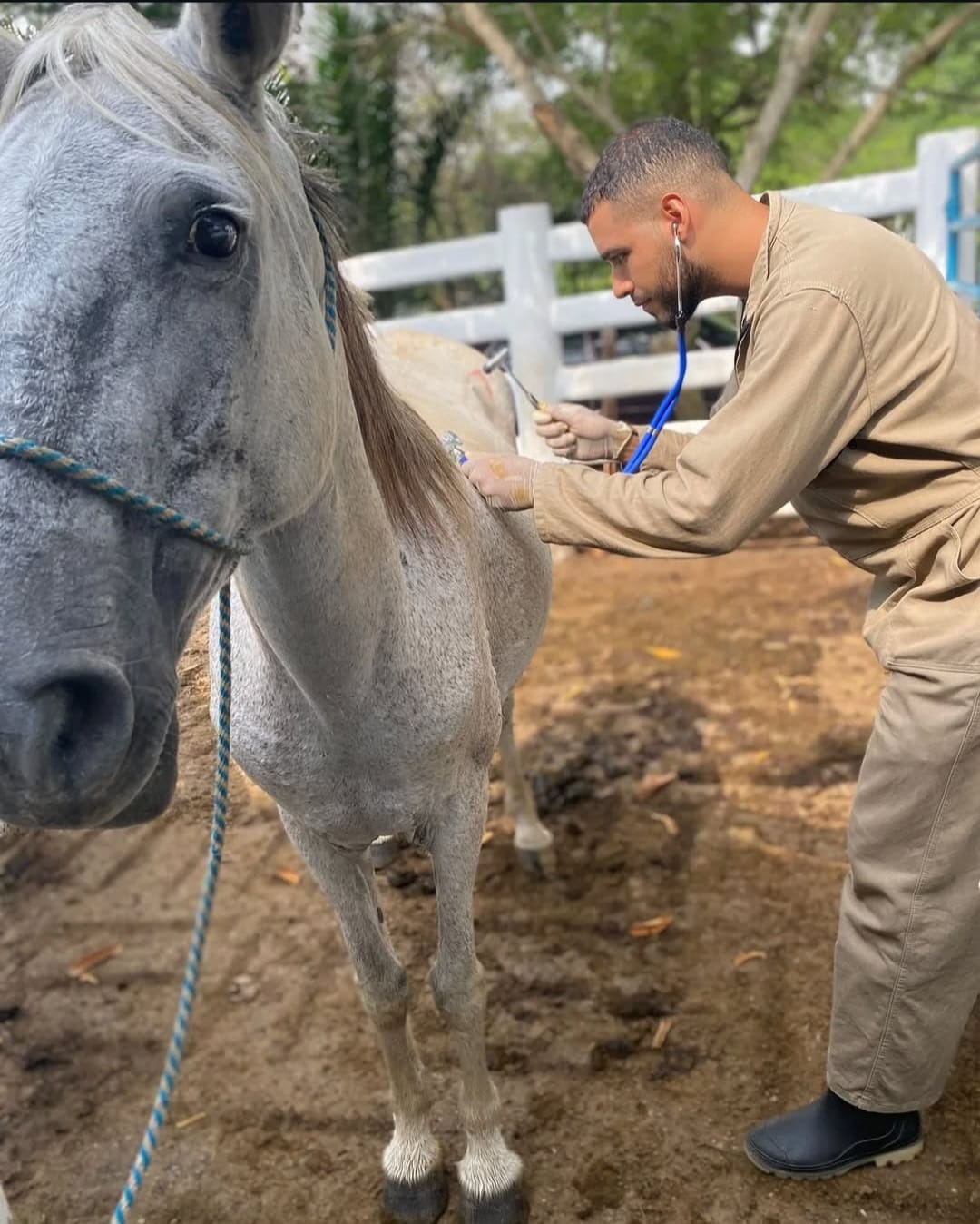 Imagen veterinaria 13