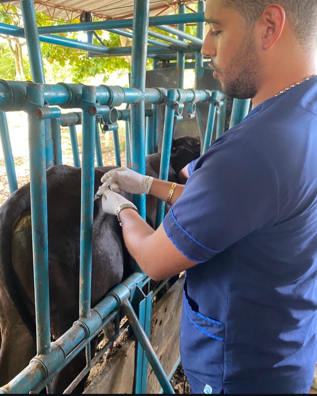 Imagen veterinaria 14