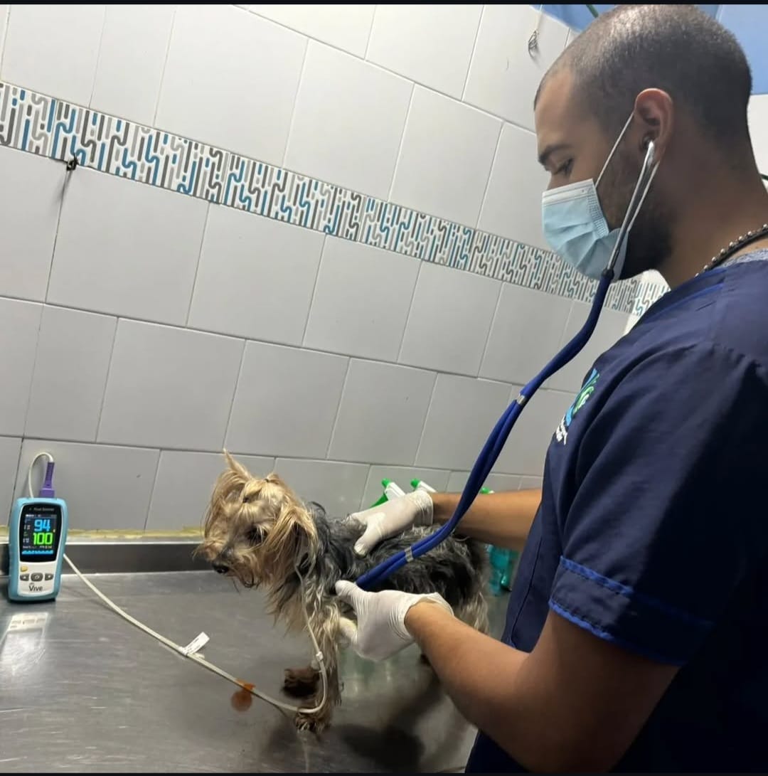 Imagen veterinaria 5